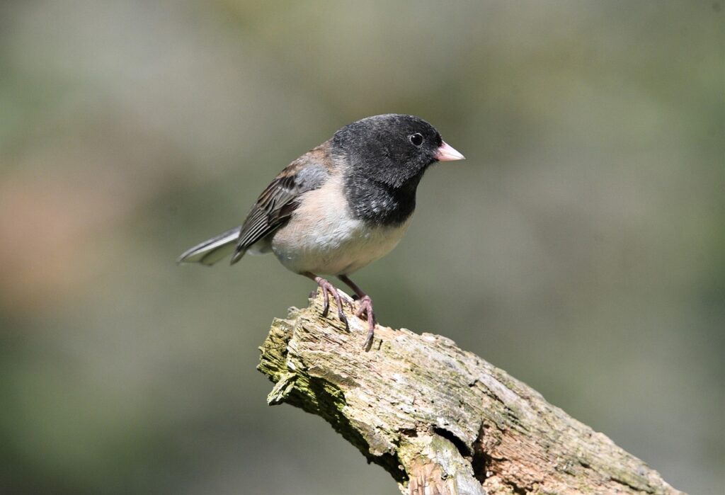 同棲の生活費内訳の例はどのようなものですか？