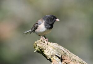 同棲の生活費内訳の例はどのようなものですか？