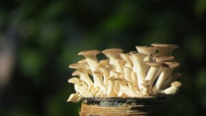 同棲生活における食費の平均は4万円で足りるのか？