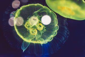 同棲で生活費を抑えつつ生活の質を向上させる方法は？